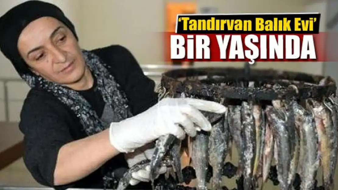 Tandırvan bir yaşında