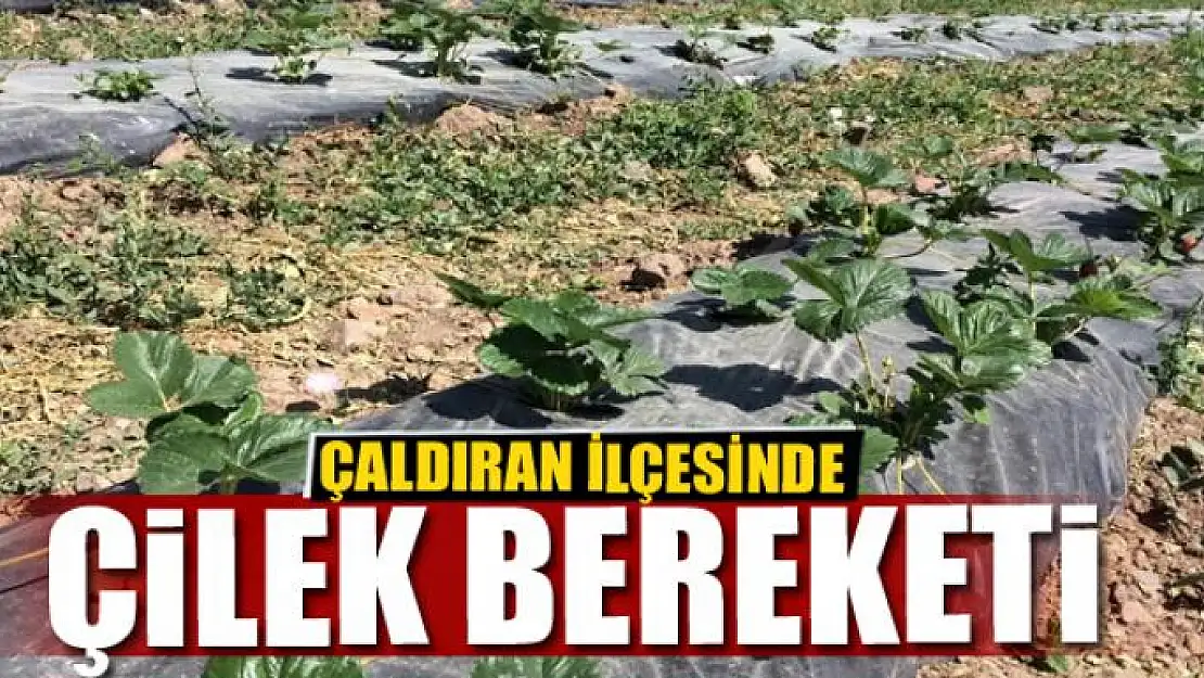 Çaldıran'da çilek bereketi