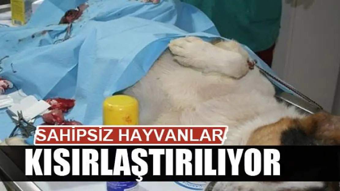 Sahipsiz hayvanlar kısırlaştırılıyor