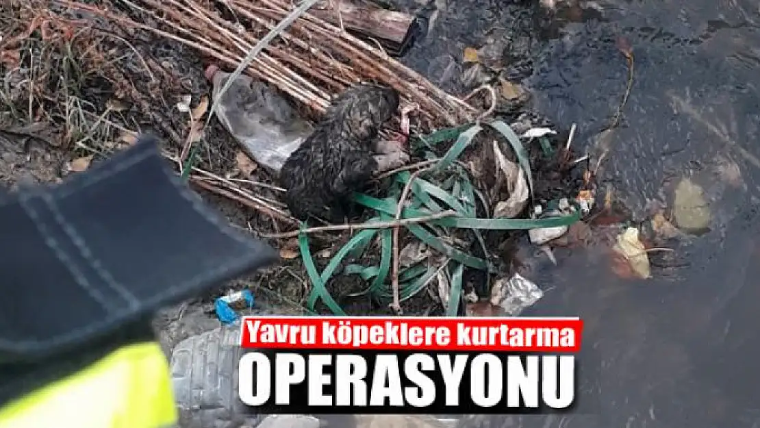 Yavru köpeklere kurtarma operasyonu