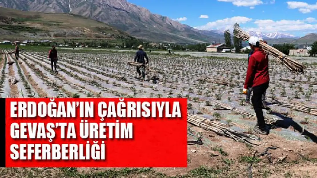 Cumhurbaşkanı Erdoğan'ın çağrısıyla Gevaş'ta üretim seferberliği