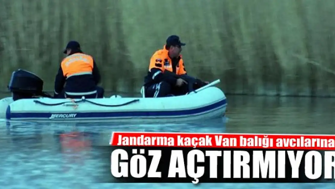 Jandarma kaçak Van balığı avcılarına göz açtırmıyor 