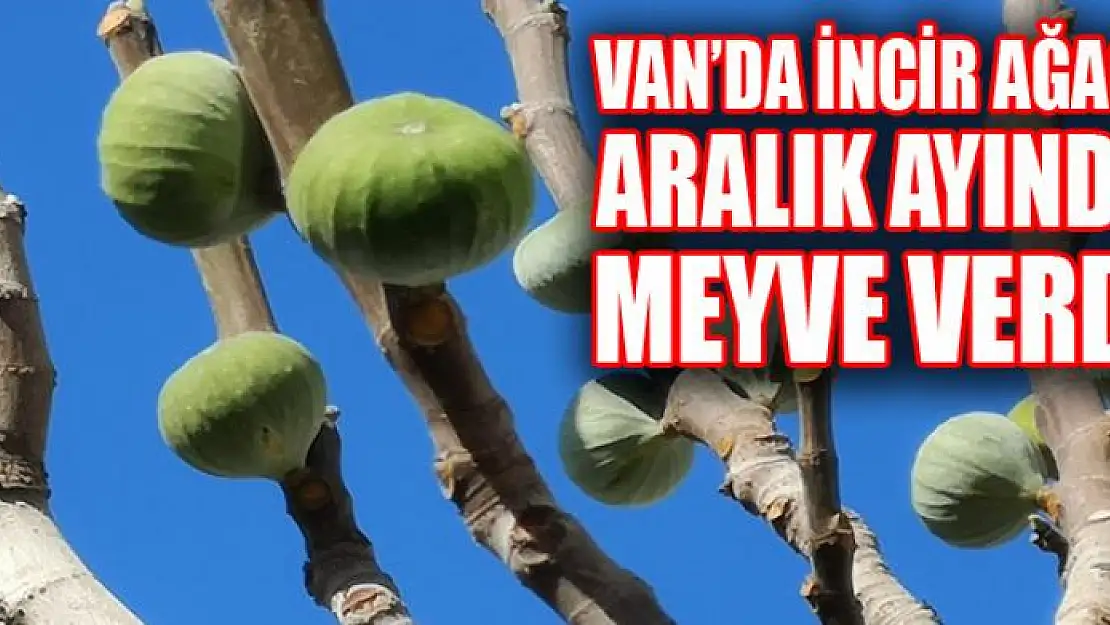 Van'da incir ağacı aralık ayında meyve verdi