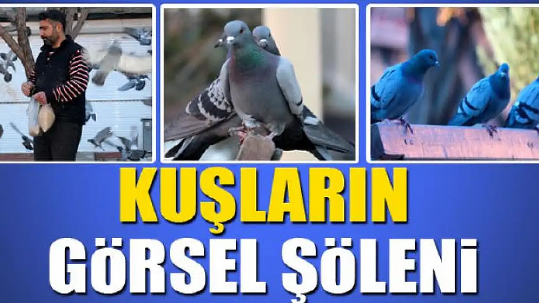 Atılan yeme akın eden kuşların görsel şöleni