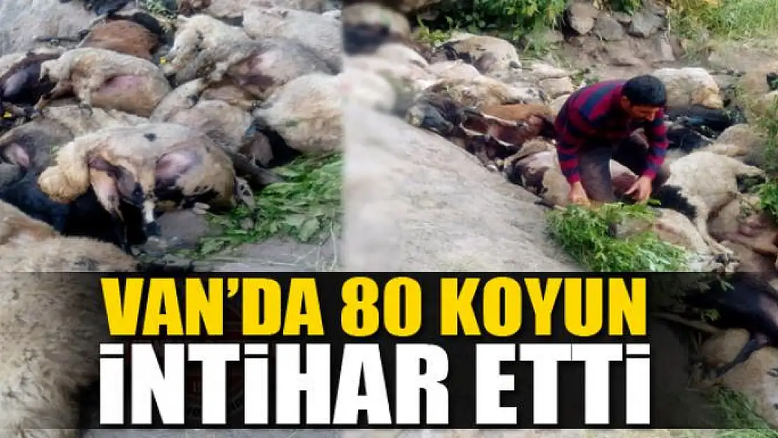 Van'da 80 koyun intihar etti