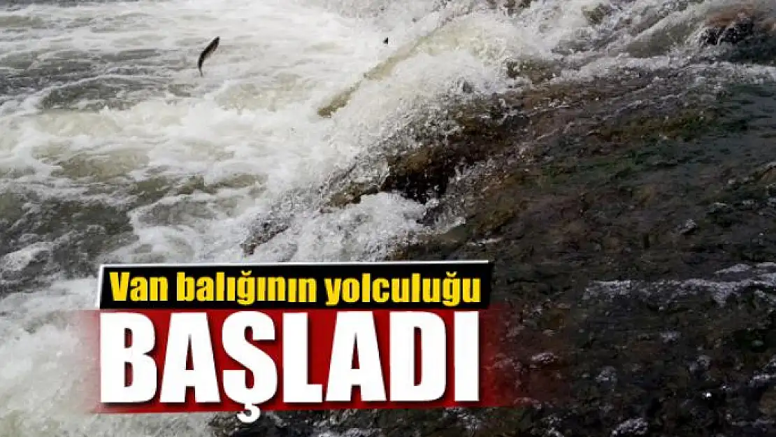  Van balığının yolculuğu başladı 