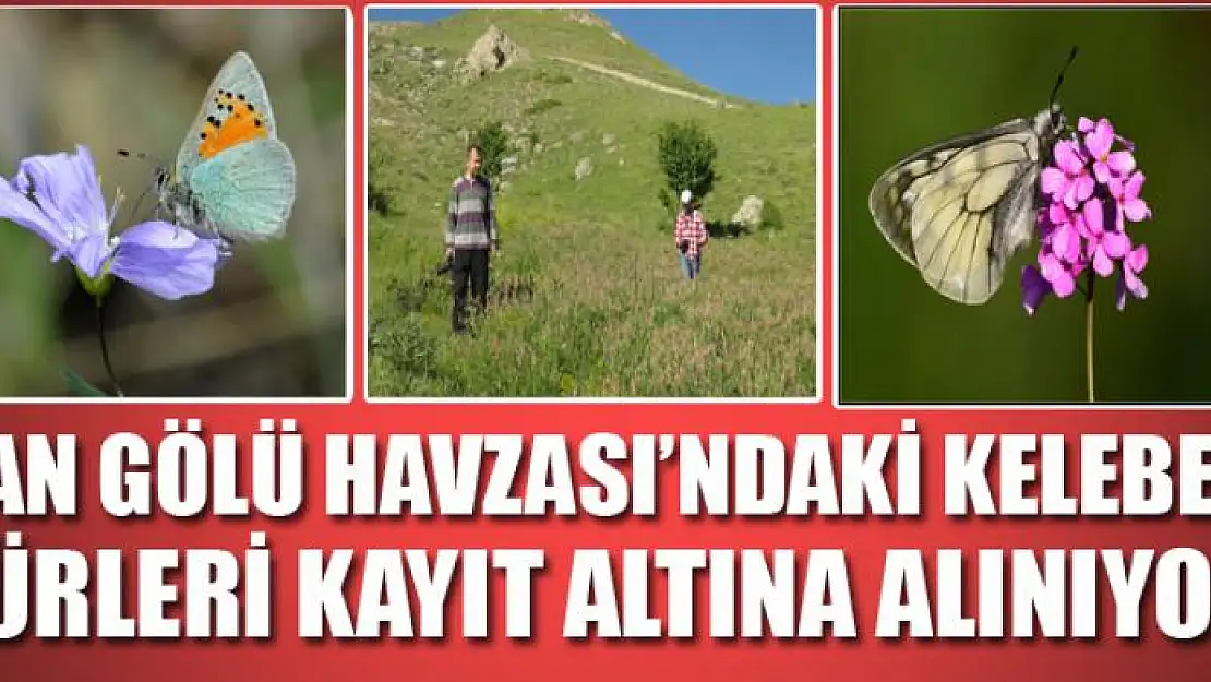 Van Gölü Havzası'ndaki kelebek türleri kayıt altına alınıyor