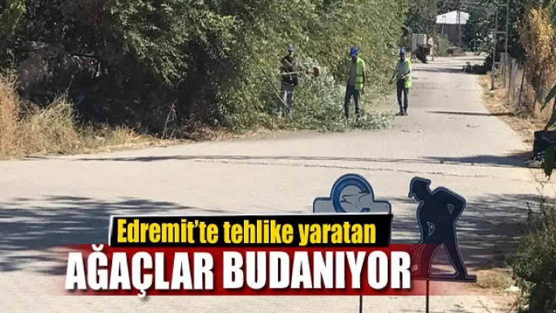 Edremit'te kuru ve tehlike arz eden ağaçlar budanıyor