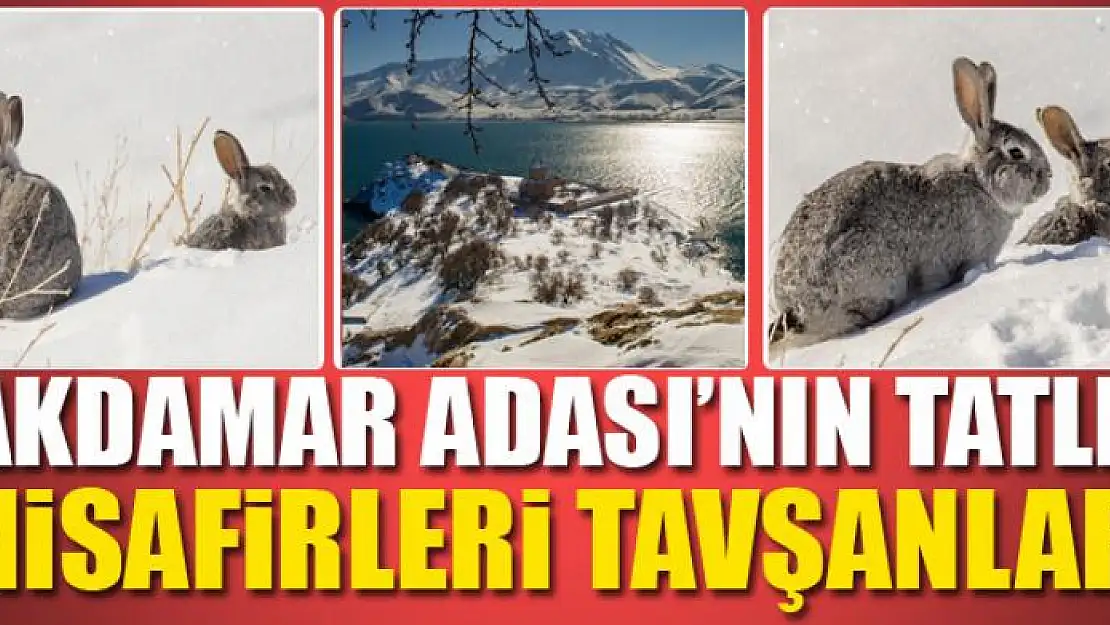 Akdamar Adası'nın tatlı misafirleri tavşanlar