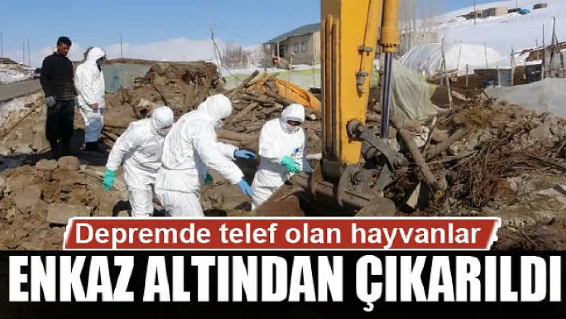 Depremde telef olan hayvanlar enkaz altından çıkarıldı