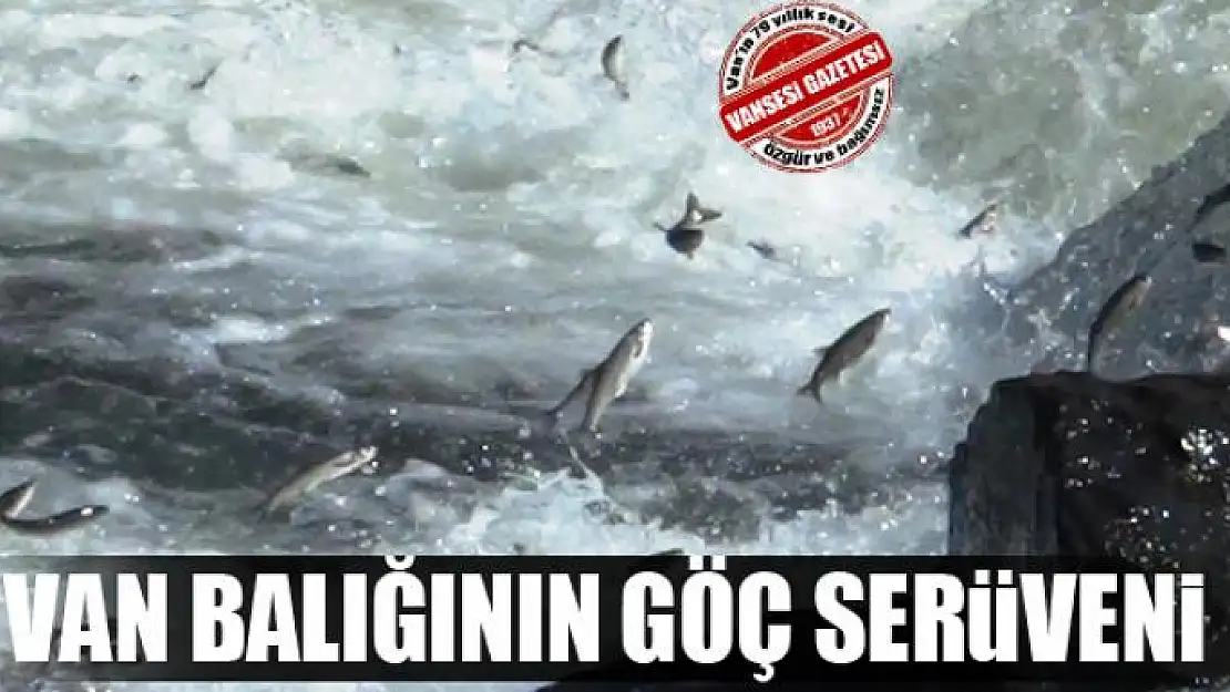 VAN BALIĞININ GÖÇ SERÜVENİ