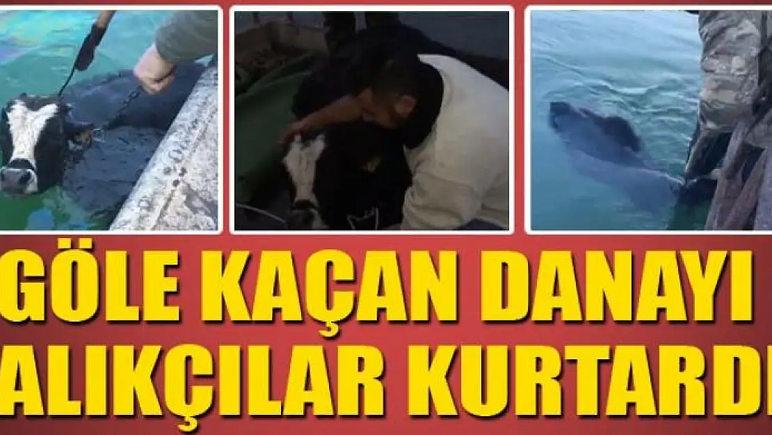 Göle kaçan danayı balıkçılar kurtardı 