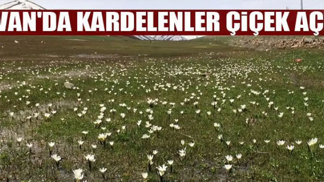 Van'da kardelenler çiçek açtı