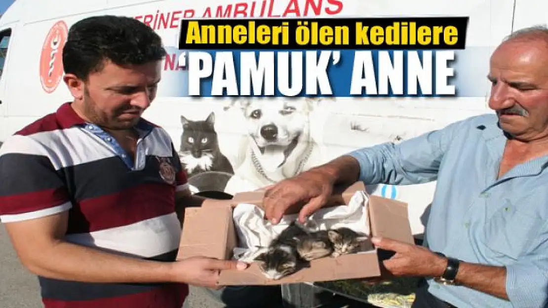 Anneleri ölen kedilere 'Pamuk' anne