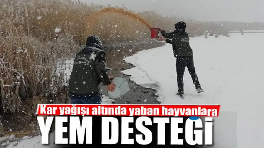 Kar yağışı altında yaban hayvanlara yem desteği