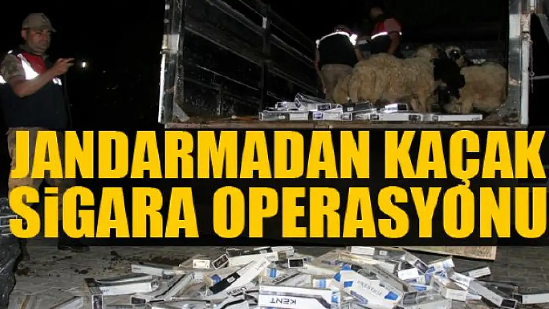 Jandarmadan kaçak sigara operasyonu