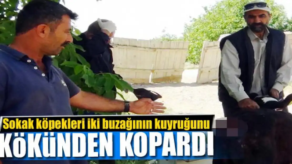 Sokak köpekleri iki buzağının kuyruğunu kökünden kopardı