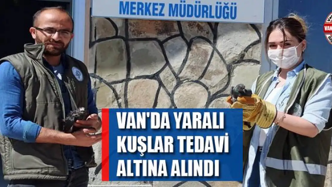 Van'da yaralı kuşlar tedavi altına alındı