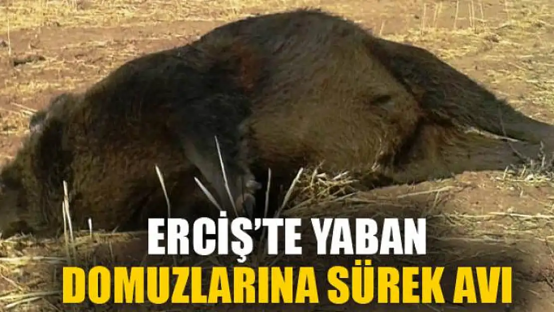 Erciş'te yaban domuzlarına sürek avı