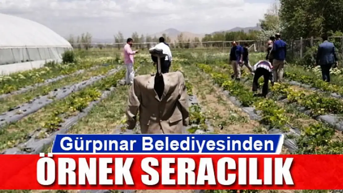 Gürpınar Belediyesinden örnek seracılık