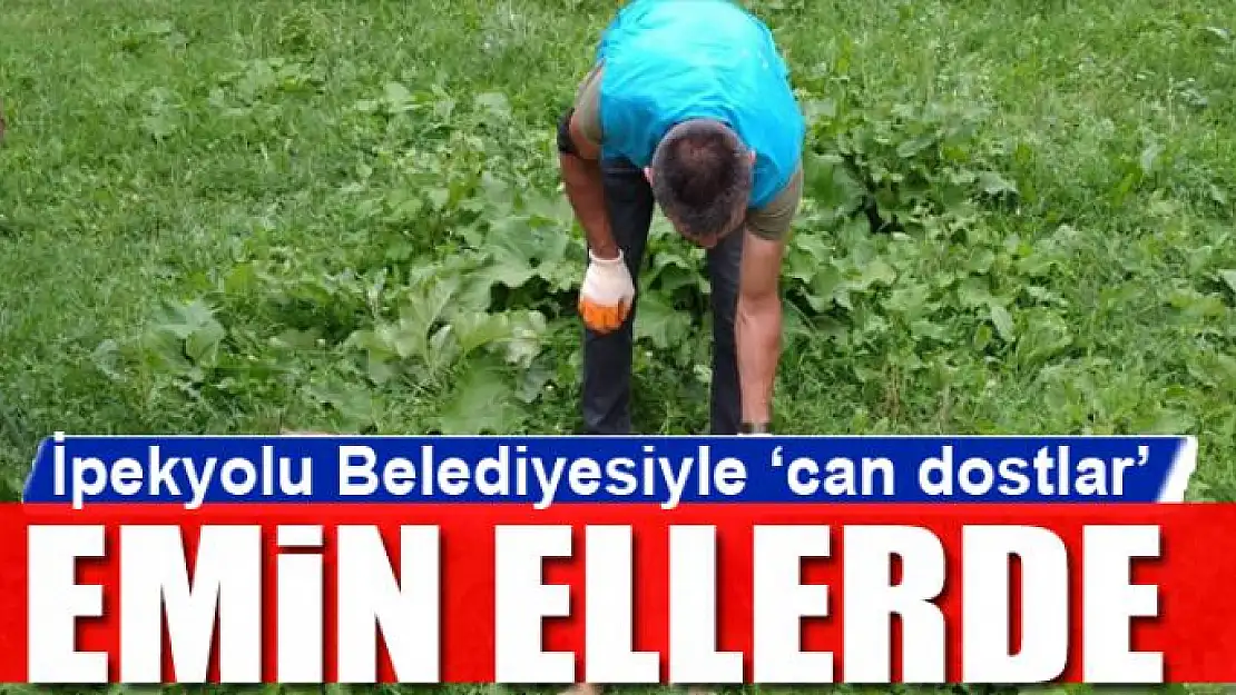 İpekyolu Belediyesiyle 'can dostlar' emin ellerde