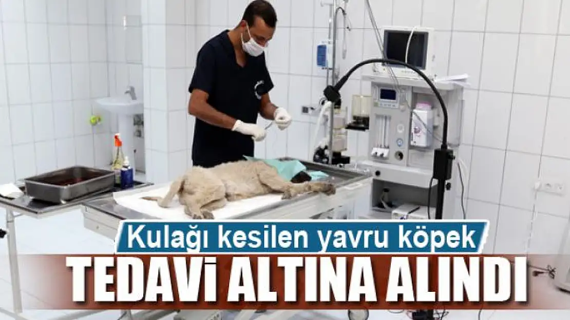 Kulağı kesilen yavru köpek tedavi altına alındı