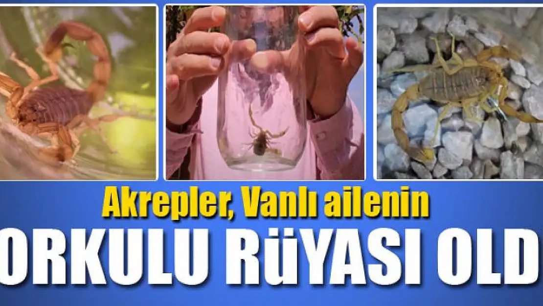 Van'da bir evi akrepler bastı