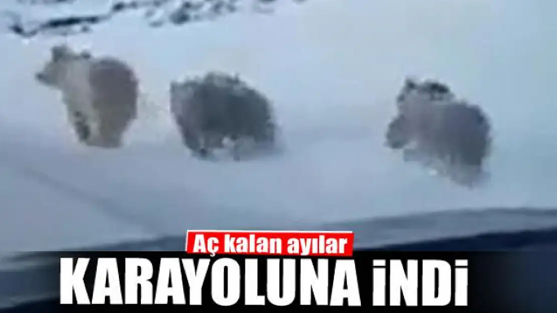 Aç kalan ayılar karayoluna indi 