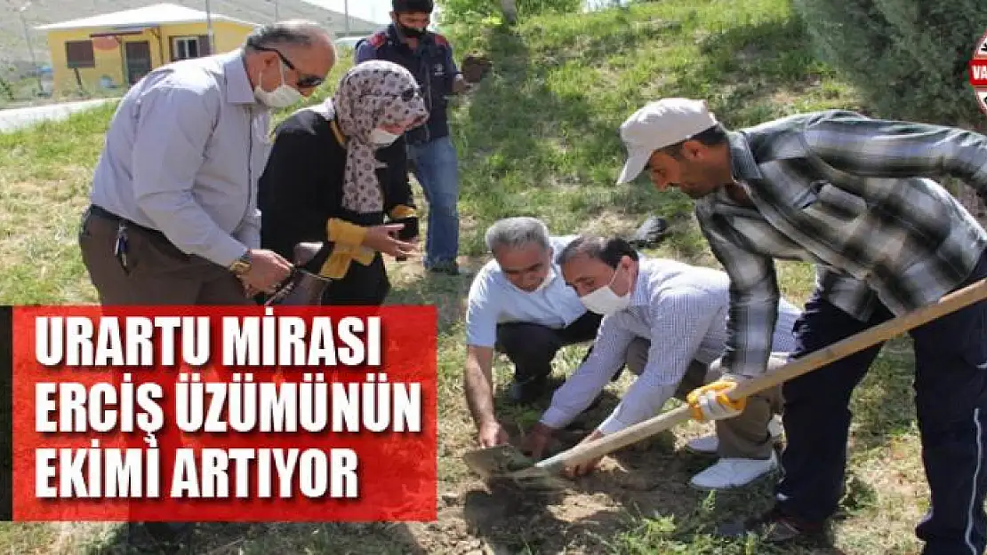 Urartu mirası Erciş üzümünün ekimi artıyor