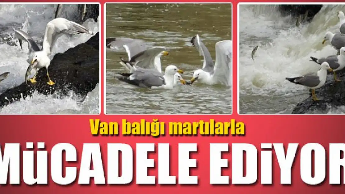 Van balığı martılarla mücadele ediyor