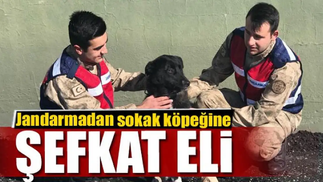 Jandarmadan ayağı kırık sokak köpeğine şefkat eli