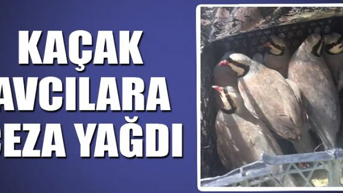 Gevaş'ta kaçak avcılara ceza yağdı