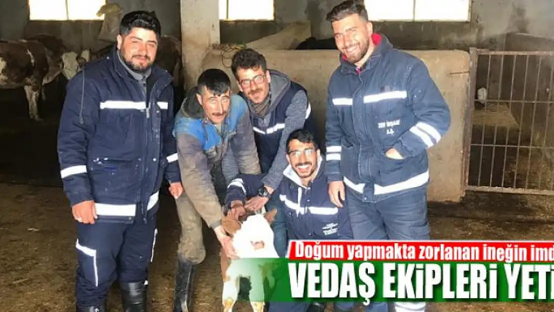 Doğum yapmakta zorlanan ineğin imdadına VEDAŞ ekipleri yetişti