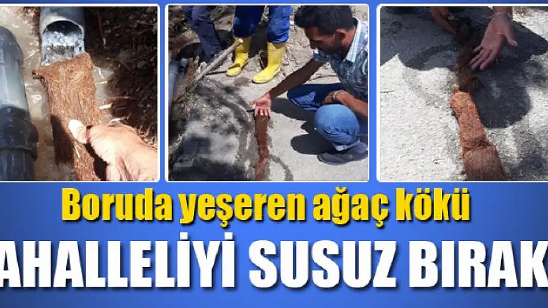 Boruda yeşeren ağaç kökü mahalleliyi susuz bıraktı