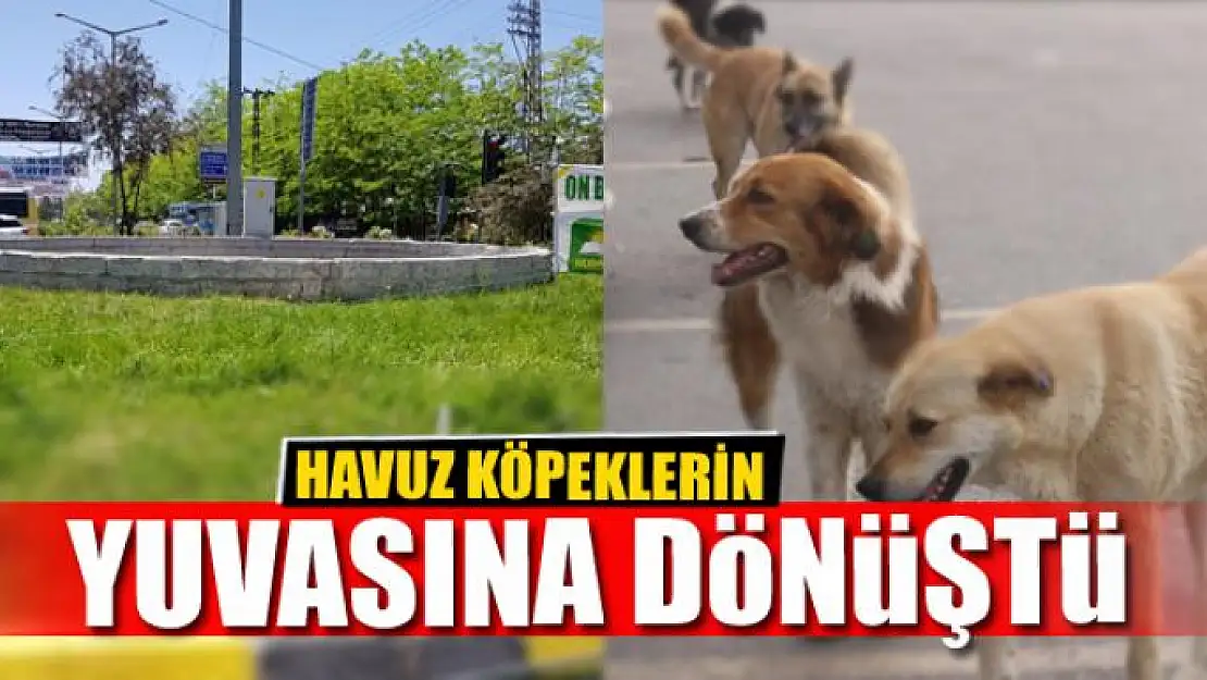 HAVUZ KÖPEKLERİN YUVASINA DÖNÜŞTÜ