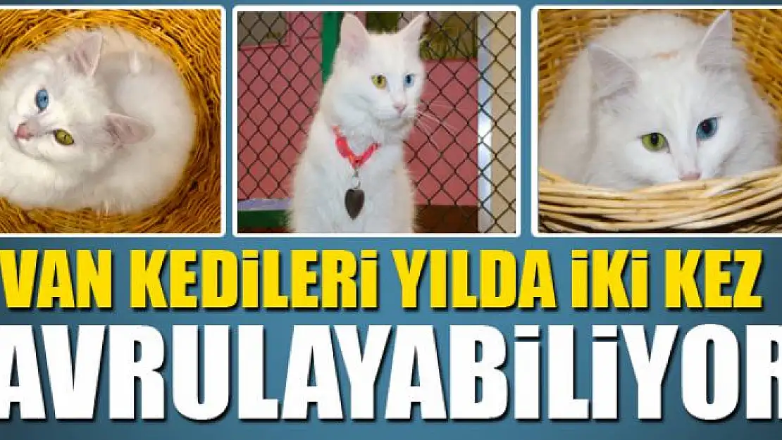 Van kedileri yılda iki kez yavrulayabiliyor 