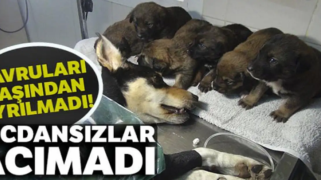 Vicdansızlar 6 yavrusu olan köpeğe acımadılar