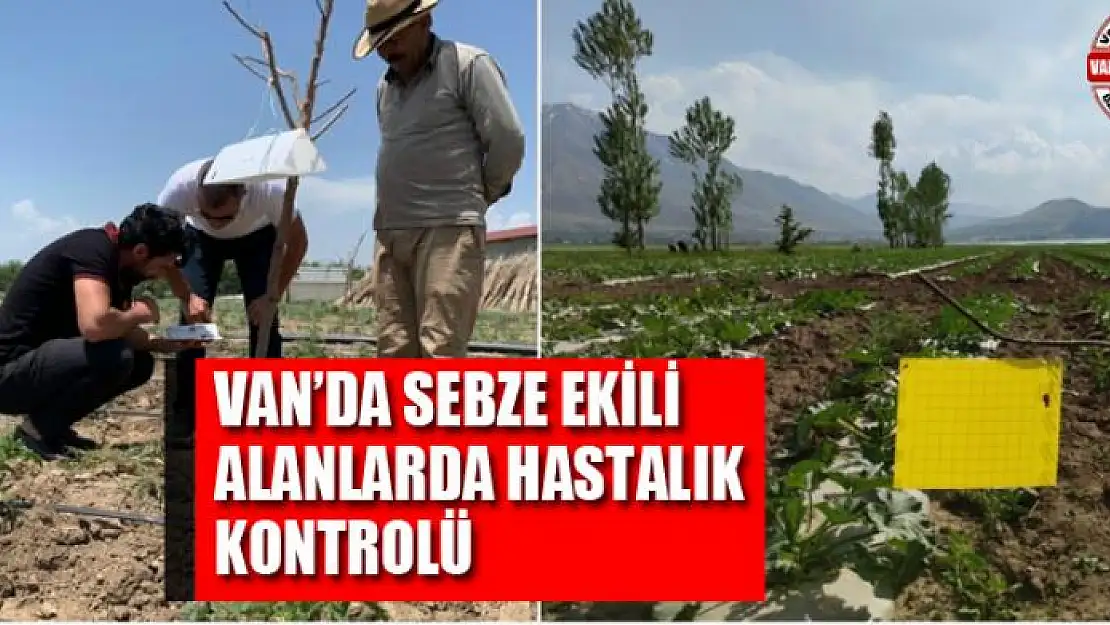 Van'da sebze ekili alanlarda hastalık kontrolü