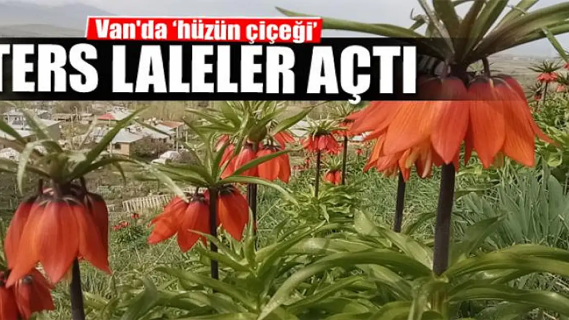 Van'da 'hüzün çiçeği' ters laleler açtı