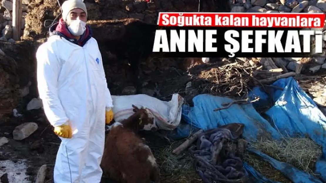 Soğukta kalan hayvanlara anne şefkati