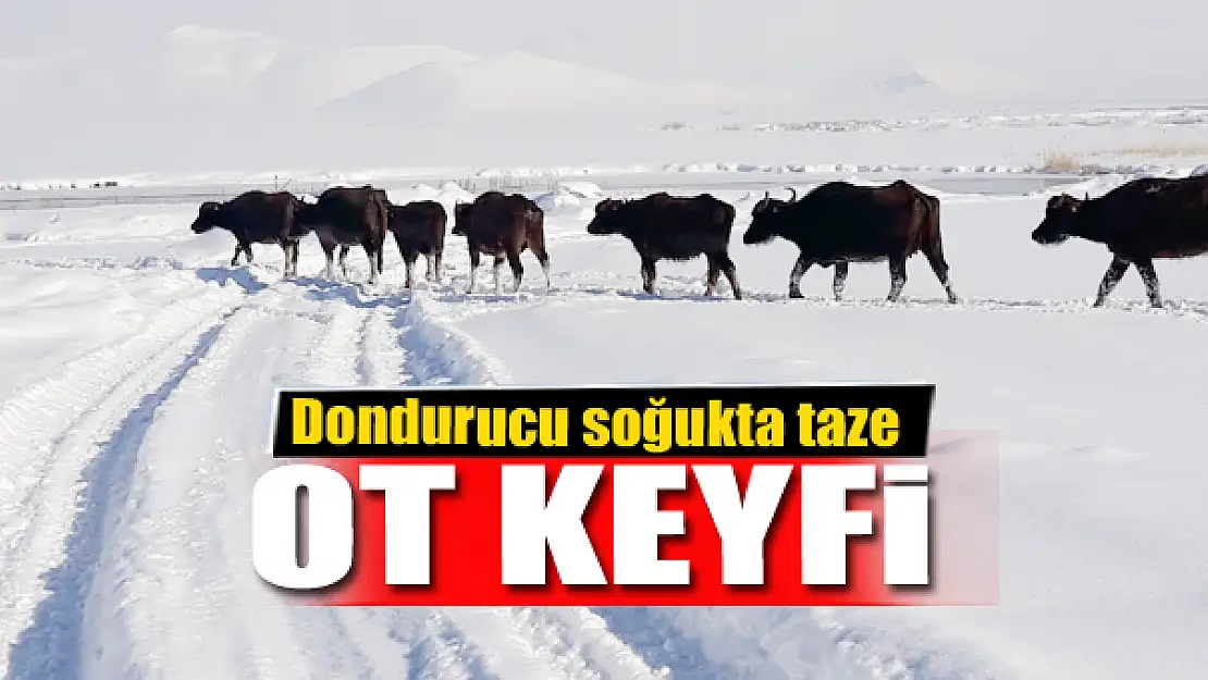 Dondurucu soğukta taze ot keyfi 