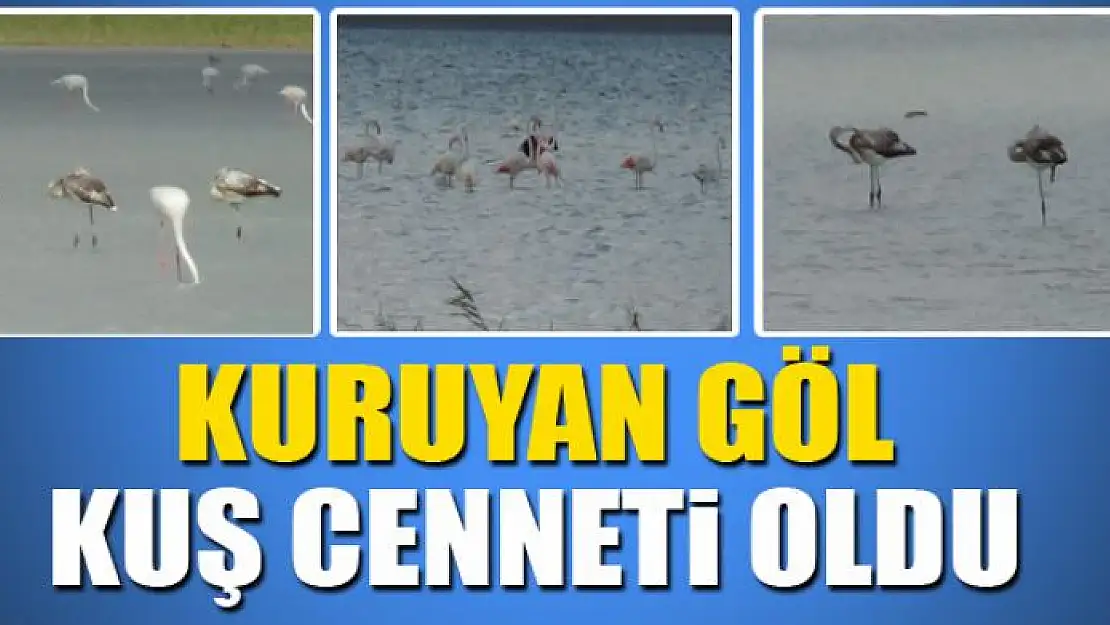 Kuruyan göl, kuş cenneti oldu