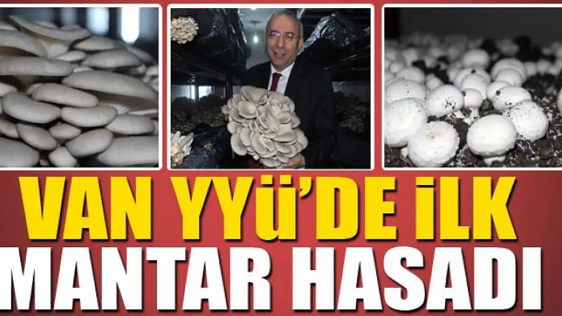 Van YYÜ'de ilk mantar hasadı