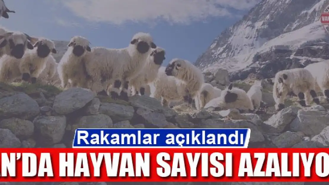 Van'da hayvan sayısı azalıyor 