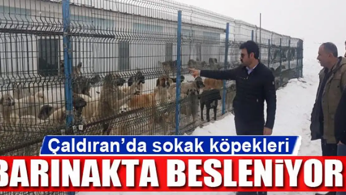 Çaldıran'da sokak köpekleri barınakta besleniyor