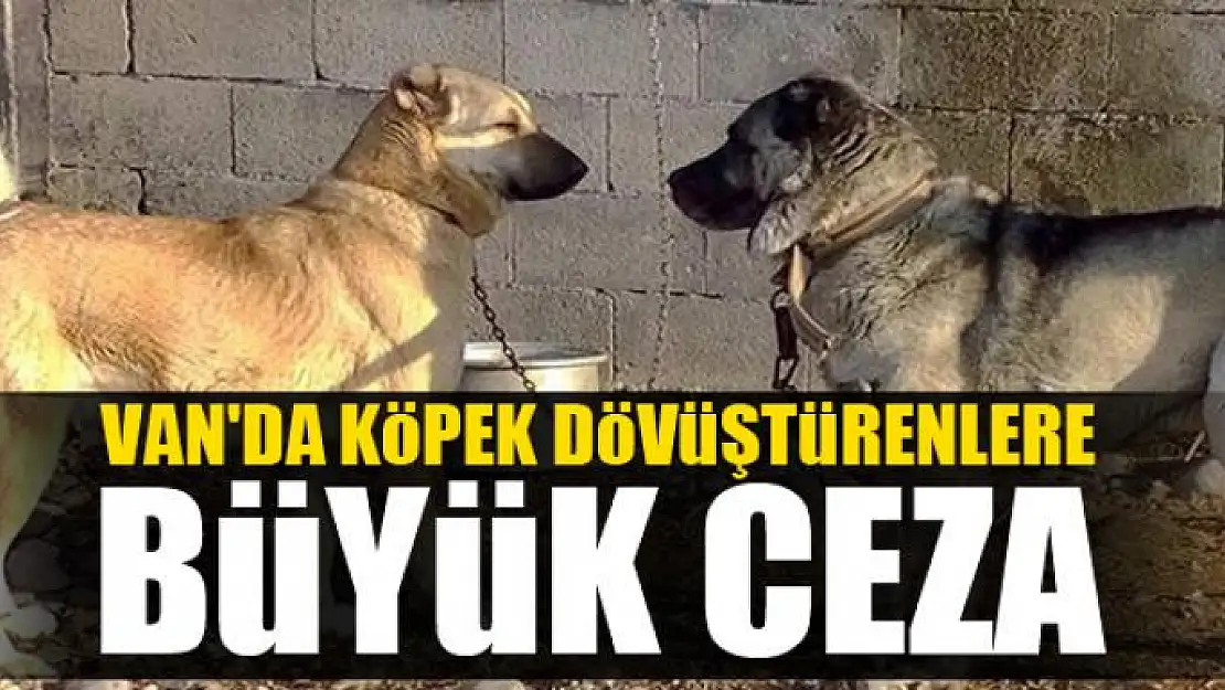 Van'da köpek dövüştürenlere büyük ceza