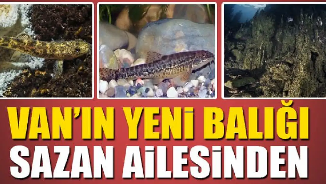 VAN'IN YENİ BALIĞI SAZAN AİLESİNDEN