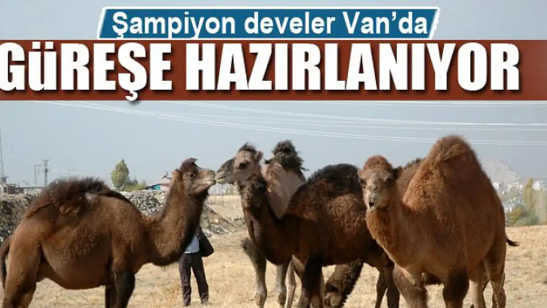 Şampiyon develer Van'da güreşe hazırlanıyor