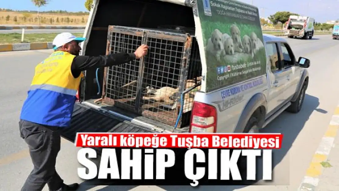 Yaralı köpeğe Tuşba Belediyesi sahip çıktı