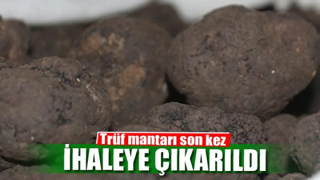 Trüf mantarı son kez ihaleye çıkarıldı